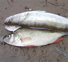 Ловля судака на джиг на реке Обь – отчет о рыбалке