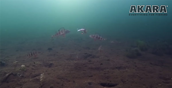 видео под водой зимняя рыбалка