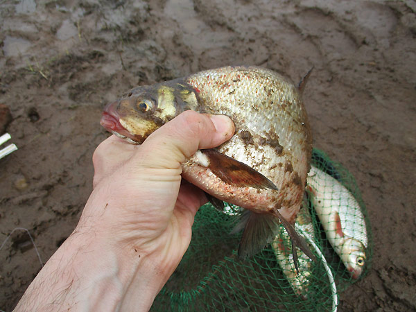 рыбалка на реке Вятка