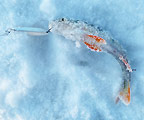 Обзор зимних блесен: Akara Ice Mela и Ice Striker