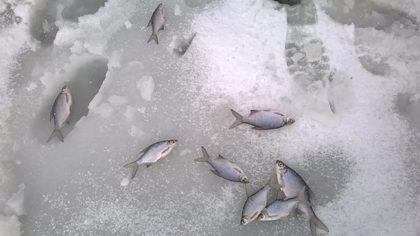 зимняя рыбалка для начинающих