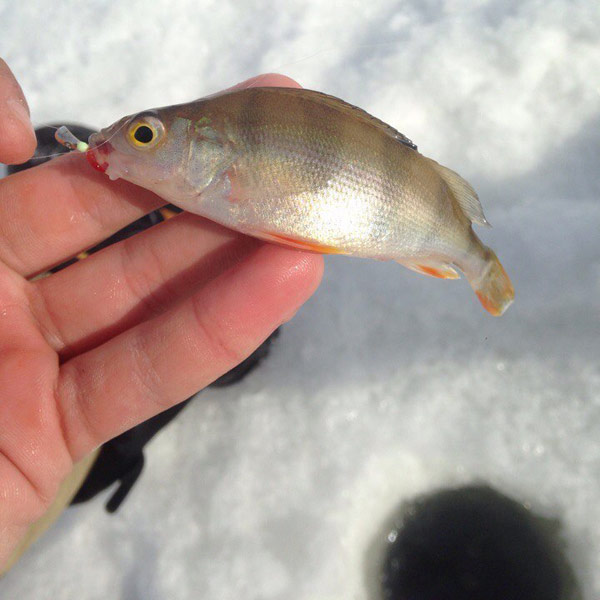 рыбалка зимой 