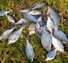 Прикармливание рыбы в доночной ловле – кормить или не кормить?