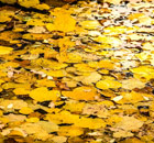 Ловля на поплавок осенью в листве