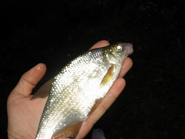 ночная рыбалка на фидер на реке