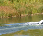Требования к воблеру для ловли сома на реке