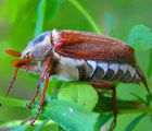 майский жук
