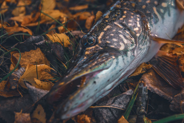 Рыбалка в ноябре – делимся опытом
