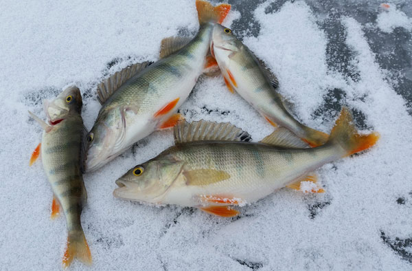 рыбалка по последнему льду